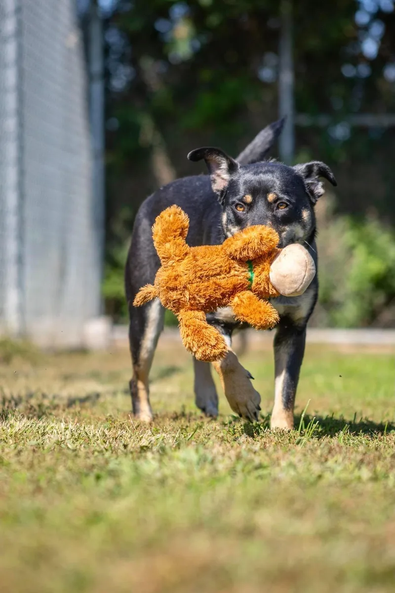 An adult medium-sized female Shepherd dog named Starla for adoption in Valparaiso, IN