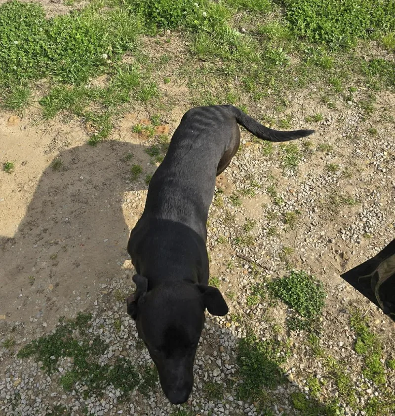An adult medium-sized male Basset Hound dog named Tank for adoption in Bradenton, FL