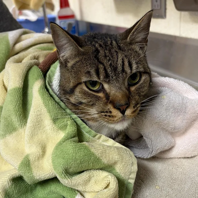 An adult large-sized male Brown / Chocolate Domestic Short Hair cat named Riot for adoption in Asheville, NC