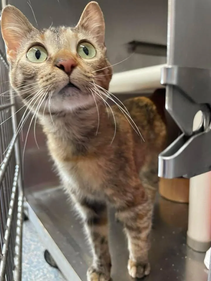An adult medium-sized female Domestic Short Hair cat named Claire Pearl for adoption in Stillwater, OK