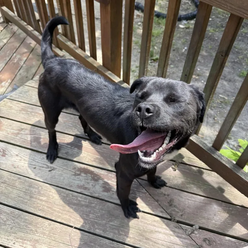 A young medium-sized male Black Mixed Breed dog named Ozzy for adoption in Medford, NJ