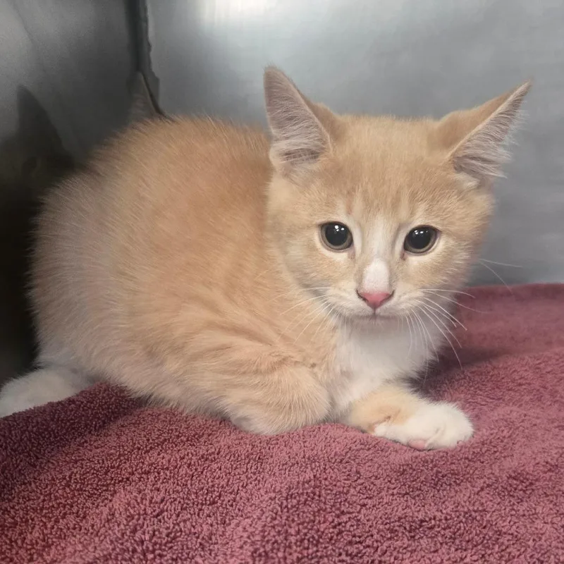 A baby small-sized male Domestic Medium Hair cat named Hayu for adoption in San Jacinto, CA
