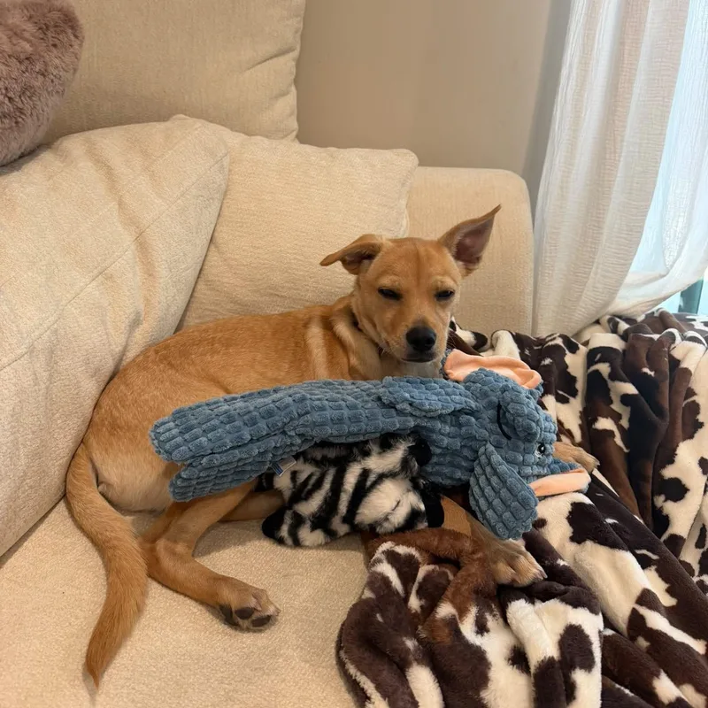 A baby medium-sized male Chiweenie dog named Naan for adoption in San Diego, CA