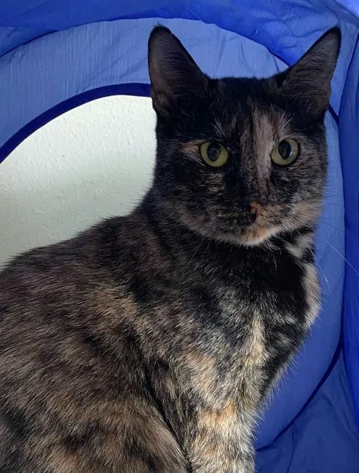 Momma Cat thumbnail 2