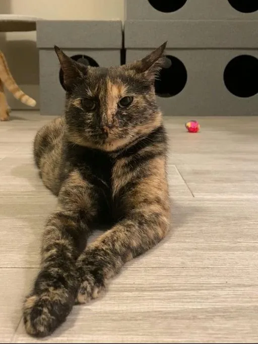 Momma Cat thumbnail 3