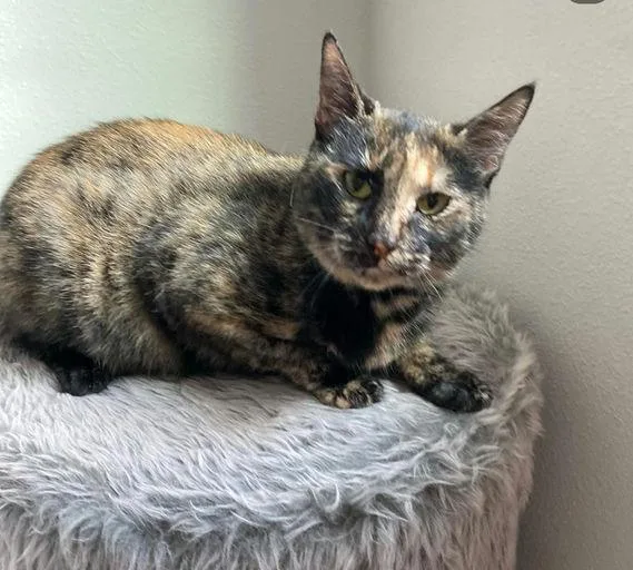 Momma Cat thumbnail 5