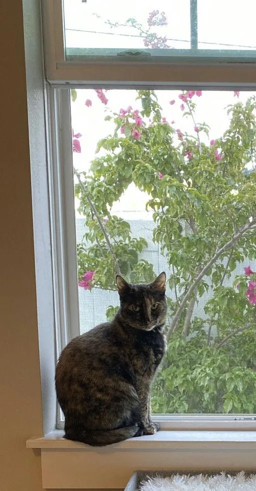 Momma Cat thumbnail 6