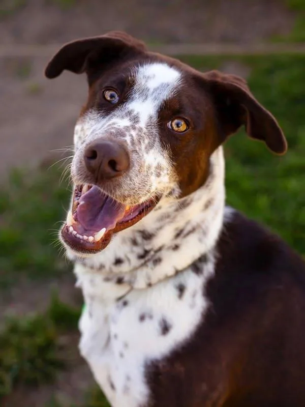 An adult large-sized male German Shorthaired Pointer dog named Jake for adoption in Kennewick, WA