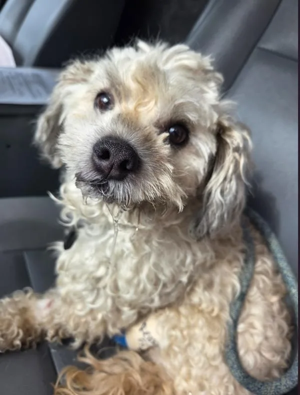 An adult small-sized male Shih Tzu dog named Vc for adoption in Lawrenceville, GA