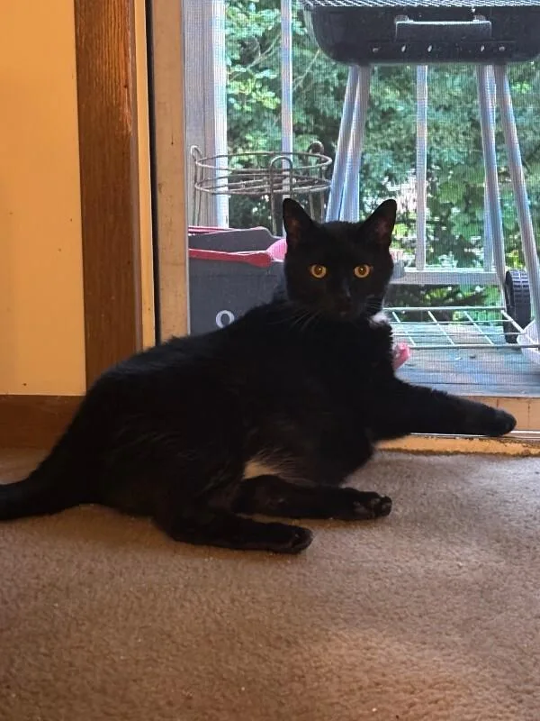 An adult medium-sized male Black Domestic Short Hair cat named Beau for adoption in Cincinnati, OH