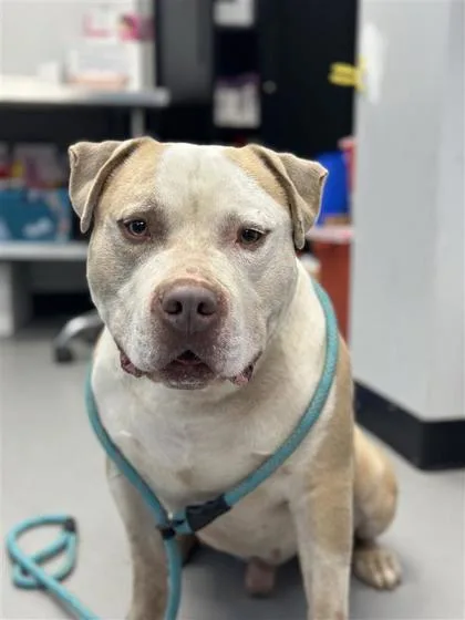 An adult large-sized male Mixed Breed dog named Oso for adoption in West Chester, PA