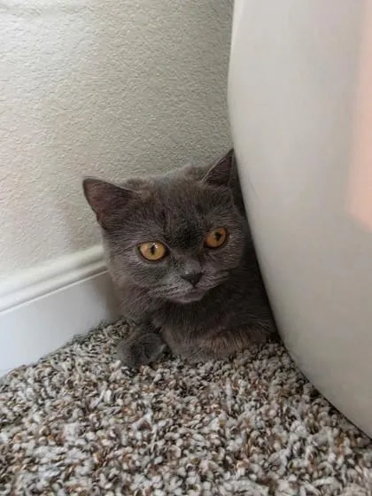 An adult small-sized male Scottish Fold cat named Snow Prince for adoption in Fort Worth, TX