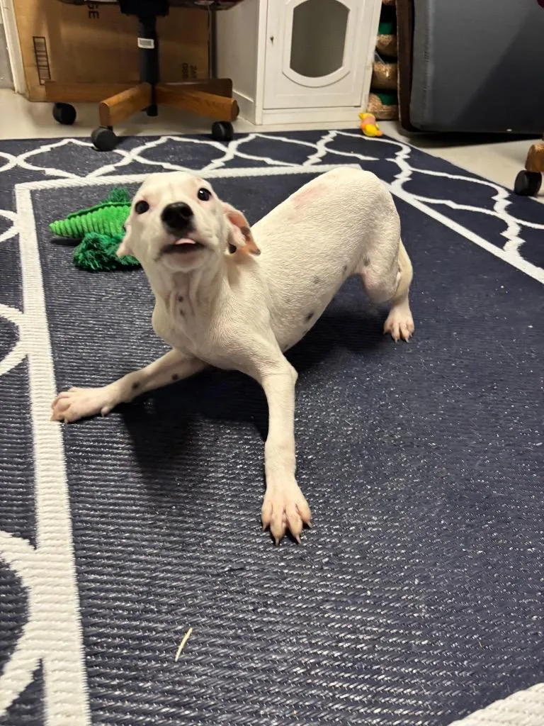 A baby medium-sized female Mixed Breed dog named Ember for adoption in Metter, GA