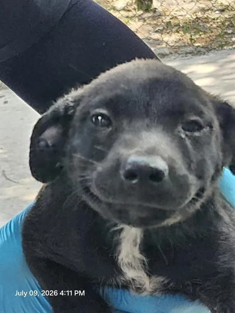 A baby small-sized male Terrier dog named Champ for adoption in San Antonio, TX