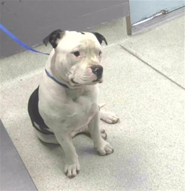 A young medium-sized male American Bulldog dog named Bulldozier for adoption in Tallahassee, FL