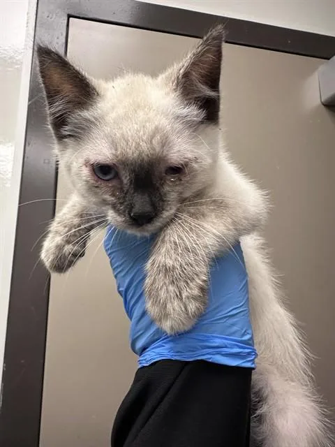 A baby small-sized female Domestic Short Hair cat named Lily for adoption in Ontario, CA