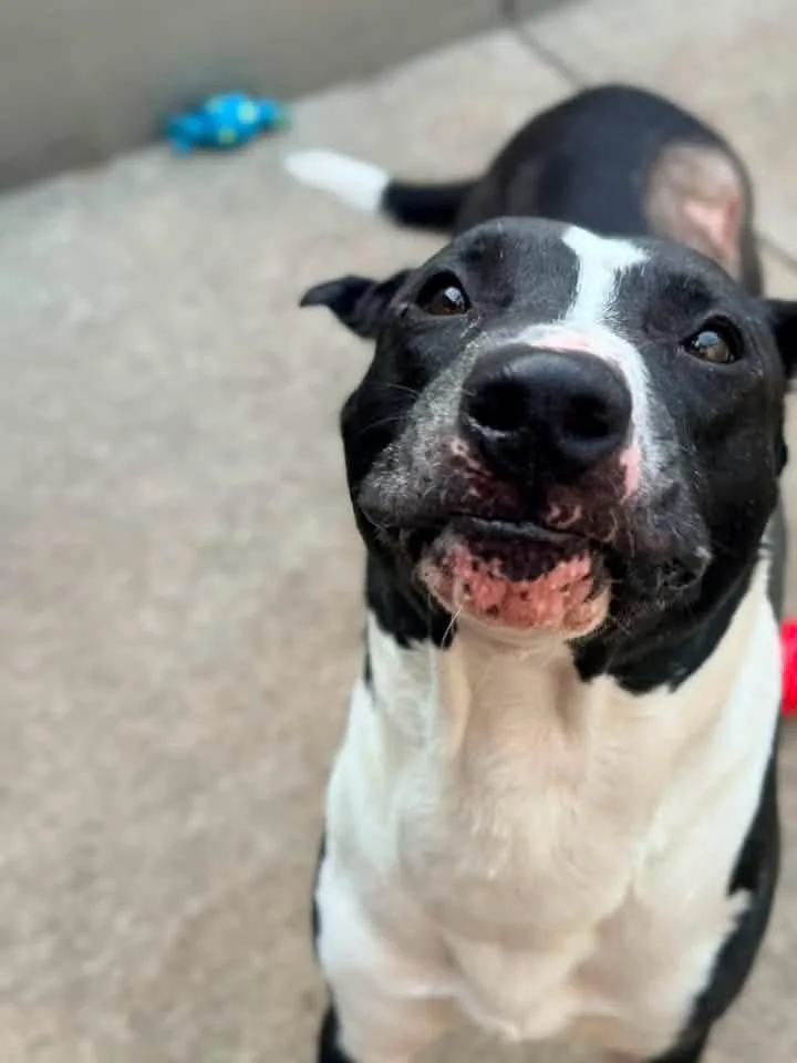 An adult medium-sized male Black Pit Bull Terrier dog named Famous Dave for adoption in Chicago, IL