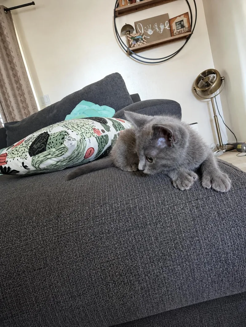 A baby medium-sized female Gray / Blue / Silver Extra-Toes Cat / Hemingway Polydactyl cat named Talullah D for adoption in Fresno, CA