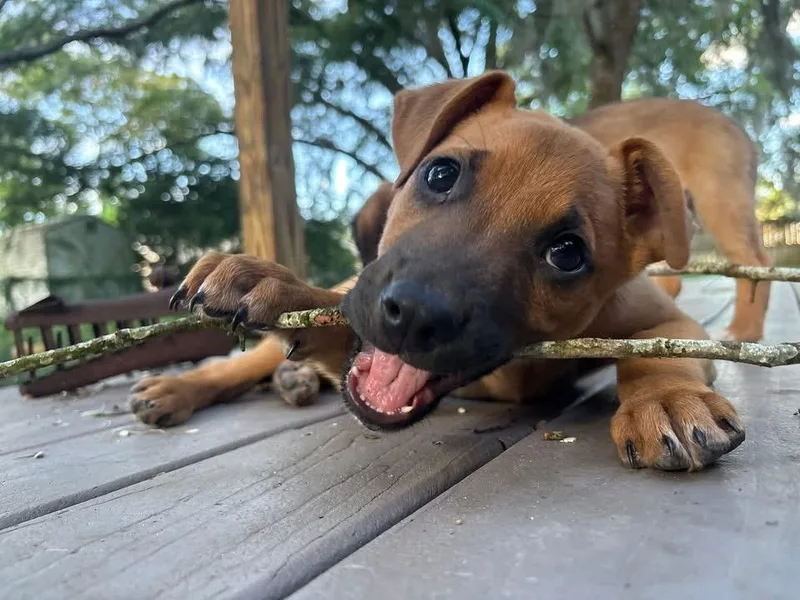 A baby medium-sized male Terrier dog named Grasshopper for adoption in Orlando, FL