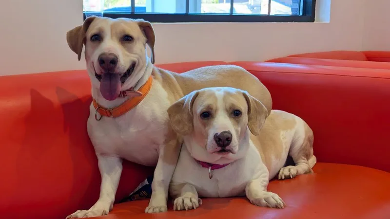 Dickerson thumbnail 2