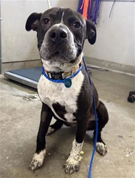 A young large-sized male Pit Bull Terrier dog named Masato for adoption in Camarillo, CA