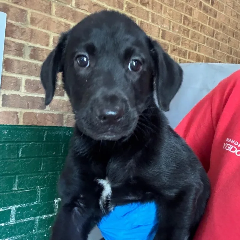 A baby small-sized female Labrador Retriever dog named Jazzy for adoption in Birmingham, AL