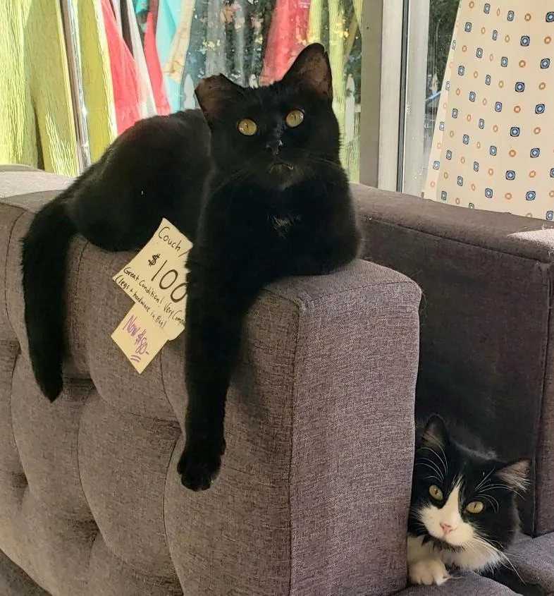 Tiramisu & Sundae thumbnail 2