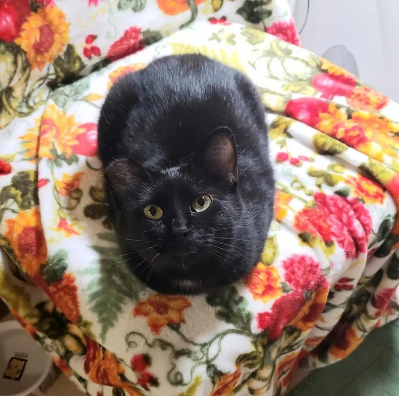 Tiramisu & Sundae thumbnail 4