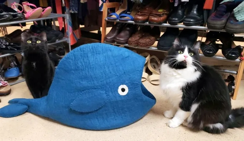 Tiramisu & Sundae thumbnail 6