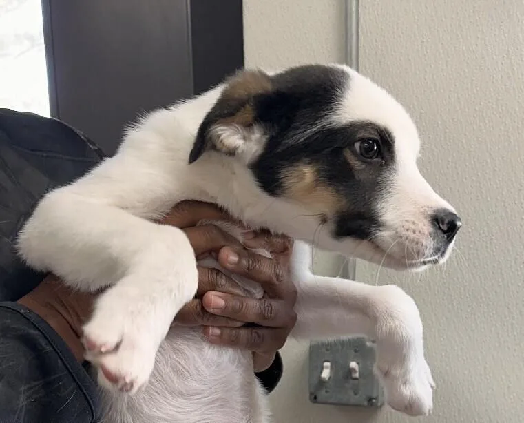 Floyd Allen thumbnail 2