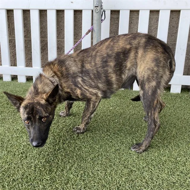 A young large-sized female Dutch Shepherd dog named Marta for adoption in Modesto, CA