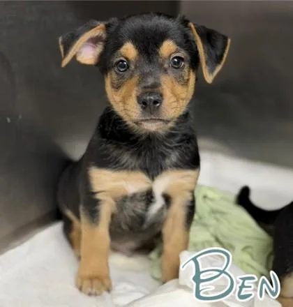 A baby medium-sized male Entlebucher dog named Ben for adoption in Morton Grove, IL