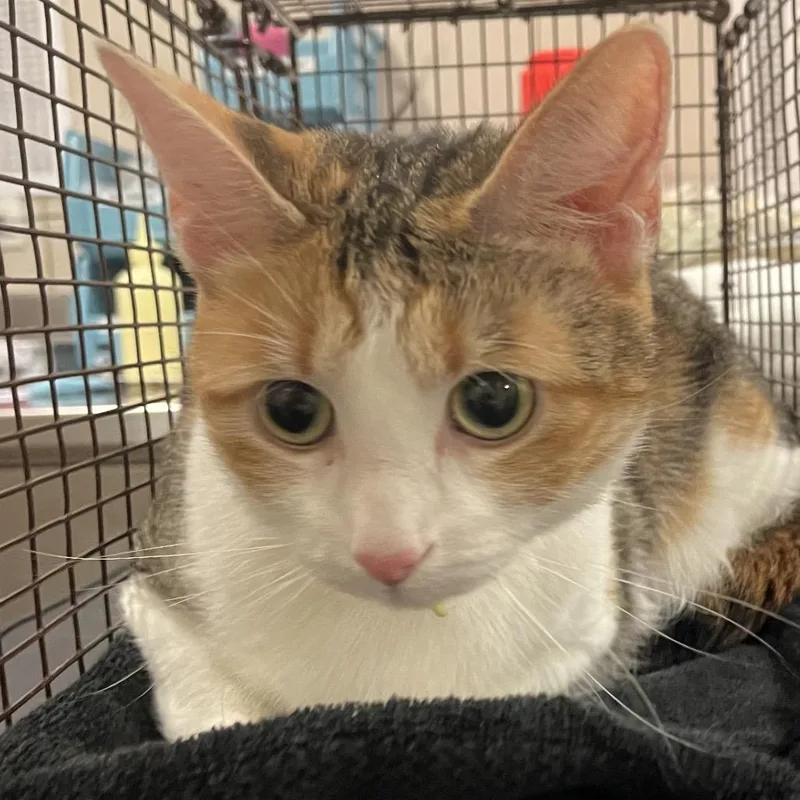 Gati