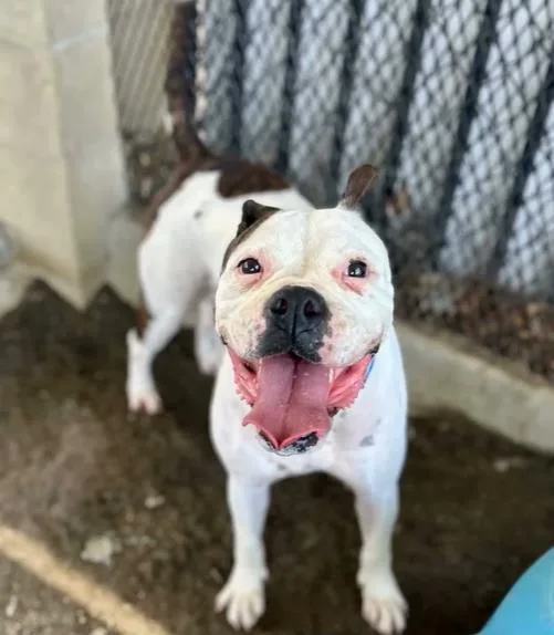 An adult medium-sized female Boxer dog named Sunny Boo Boo for adoption in Riverside, CA