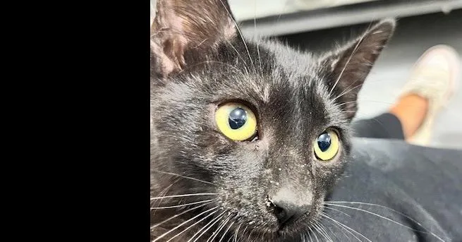 A baby small-sized female Black Domestic Short Hair cat named Camille for adoption in Anoka, MN