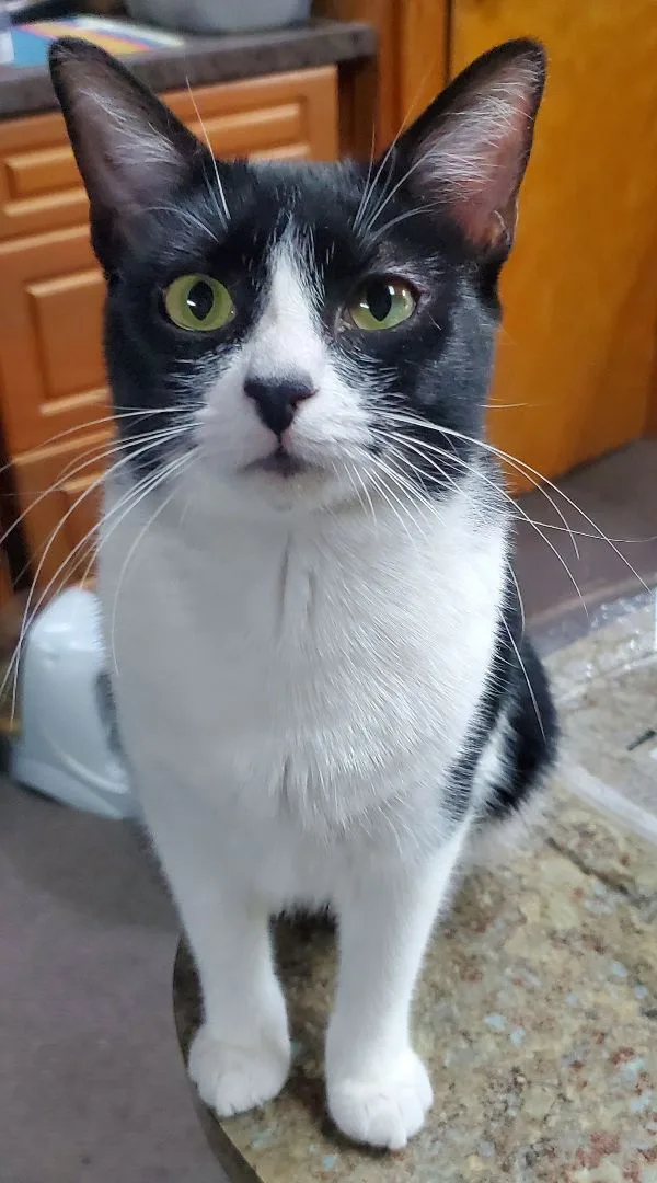 Nose White thumbnail 2