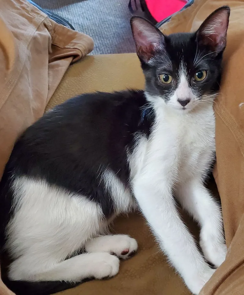 Nose White thumbnail 3