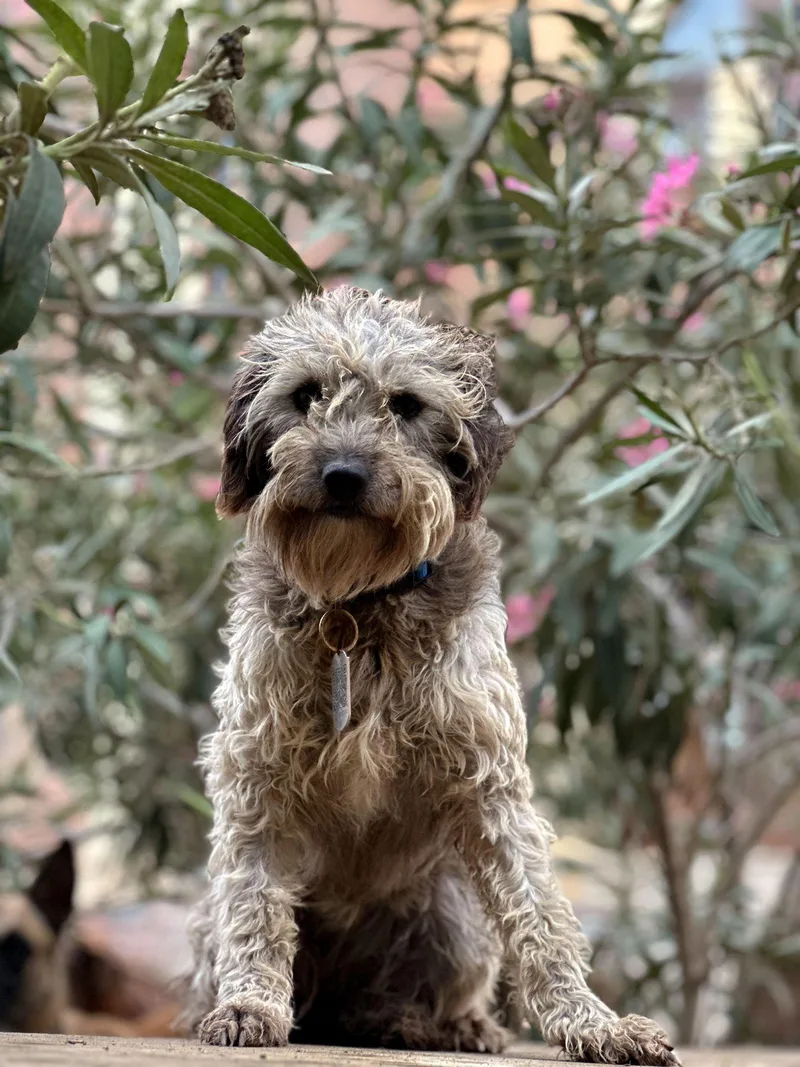 A young small-sized female Brown / Chocolate Schnauzer dog named Monica for adoption in New York, NY