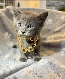 A baby small-sized male Domestic Long Hair cat named Latte for adoption in Miami, FL