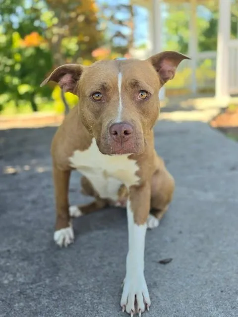 A young medium-sized female Pit Bull Terrier dog named Henrietta for adoption in Statesville, NC