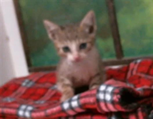 A baby small-sized male Domestic Short Hair cat named Jackson for adoption in Houston, TX