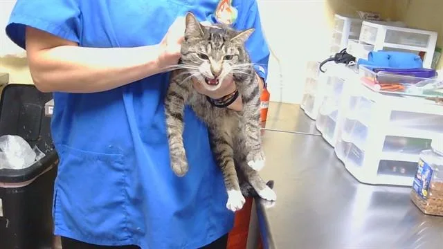 A young medium-sized male Domestic Short Hair cat named Chip Mystery for adoption in Cookeville, TN