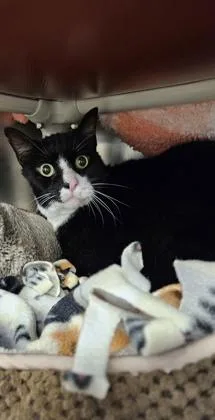 A senior small-sized male Domestic Short Hair cat named Tibby for adoption in Scotia, NY
