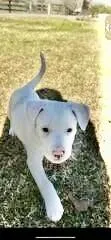 A young medium-sized female Staffordshire Bull Terrier dog named Tennessee for adoption in Houston, TX