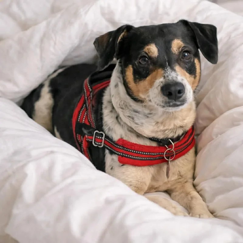 Steely Dan thumbnail 2