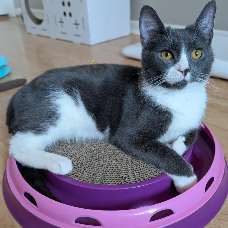 Diego Deer thumbnail 2