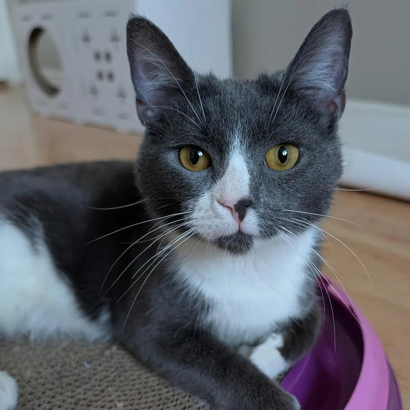 Diego Deer thumbnail 3