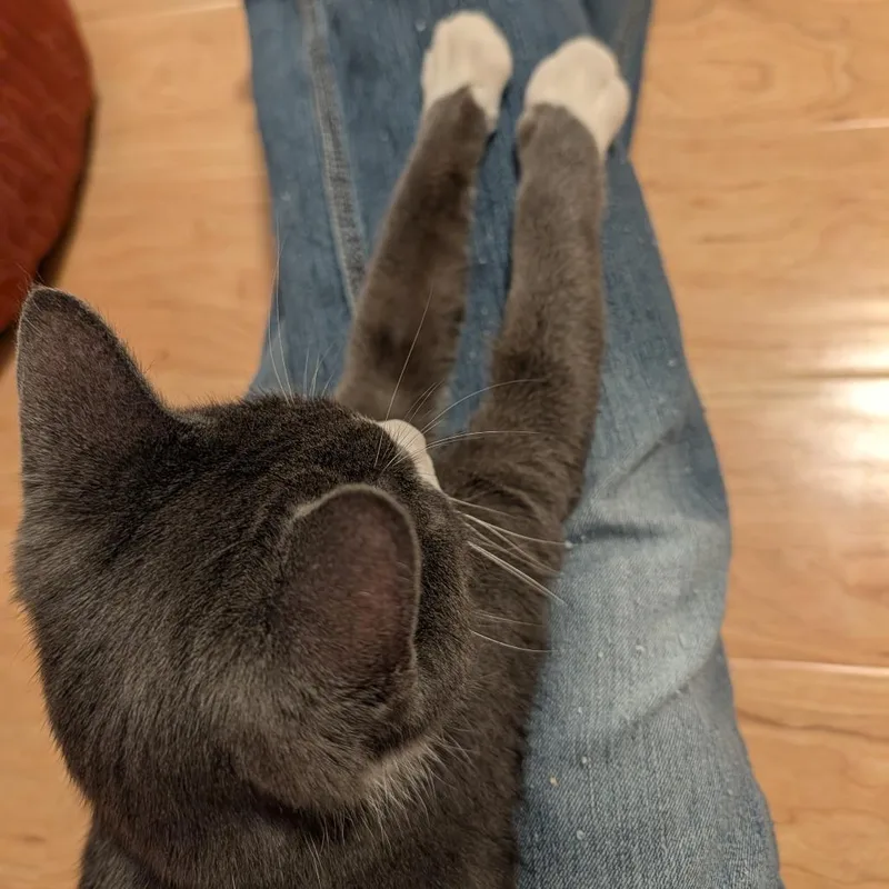 Diego Deer thumbnail 4