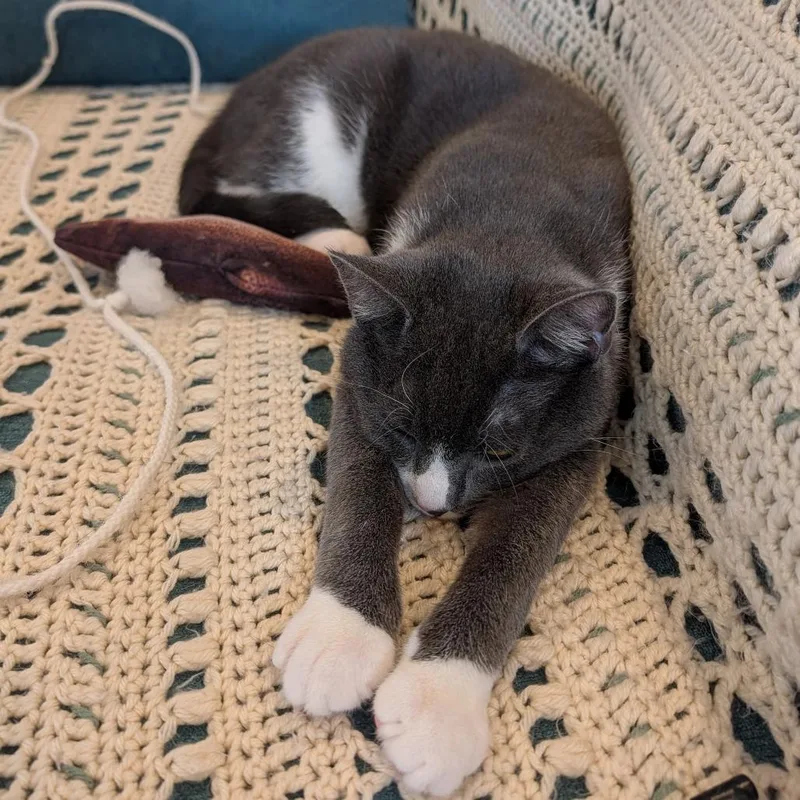 Diego Deer thumbnail 5