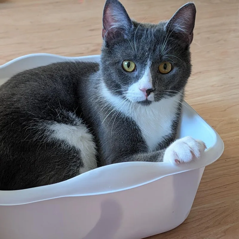 Diego Deer thumbnail 6